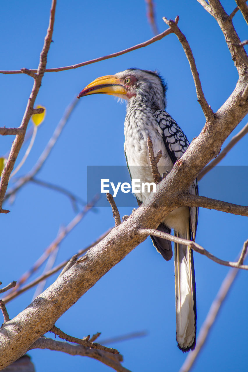 Low angle view of hornbill perching on branch against sky