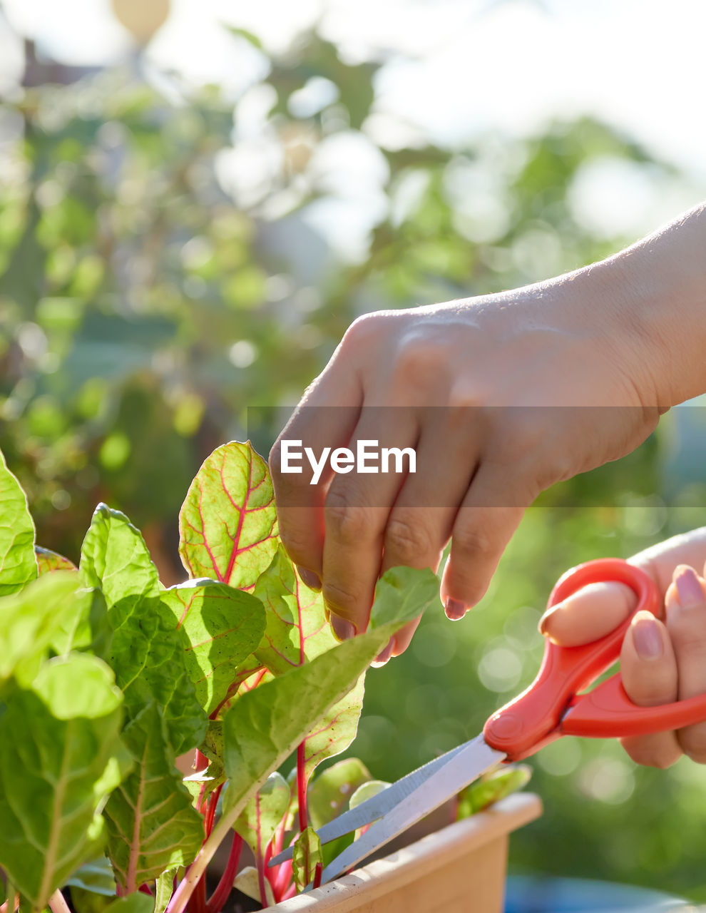 Cropped hand of woman cutting the vegetable leaf 