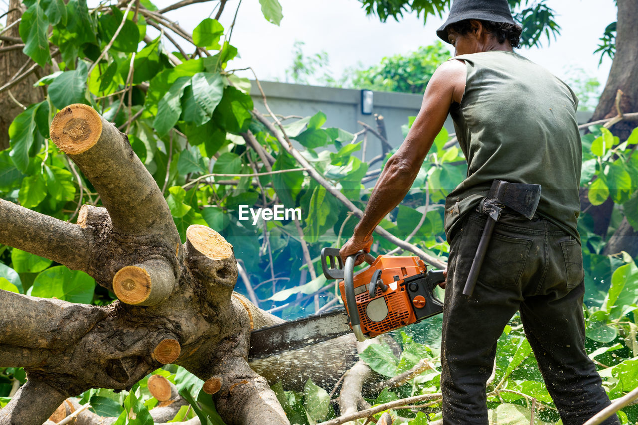 Arborist cutting the log by chainsaw machine with sawdust splash around.