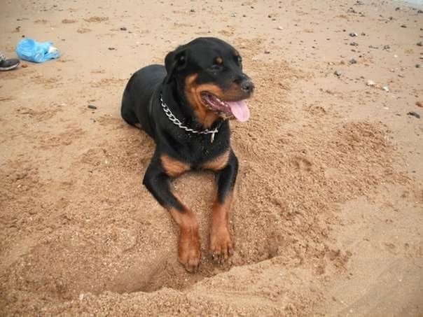 DOG AT BEACH