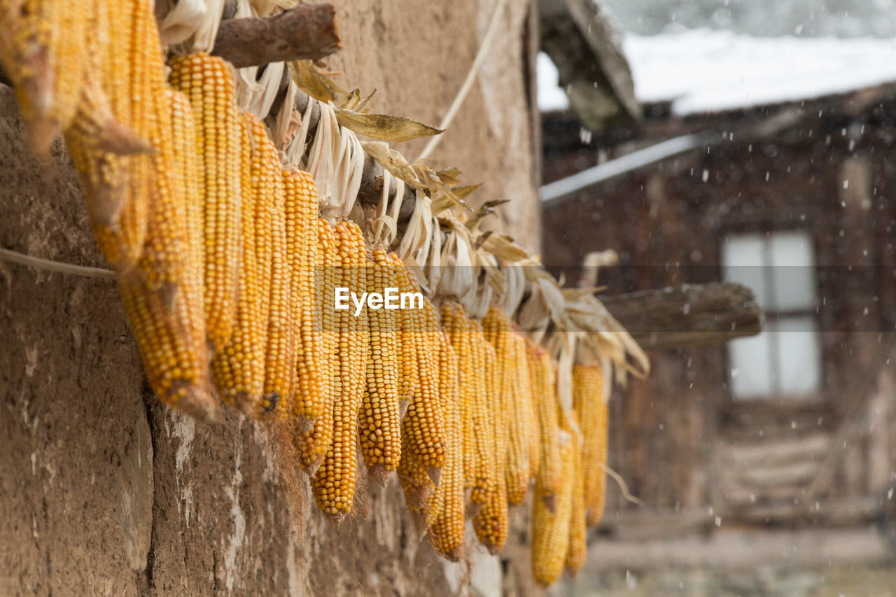 Low angle view of sweetcorns hanging from wall