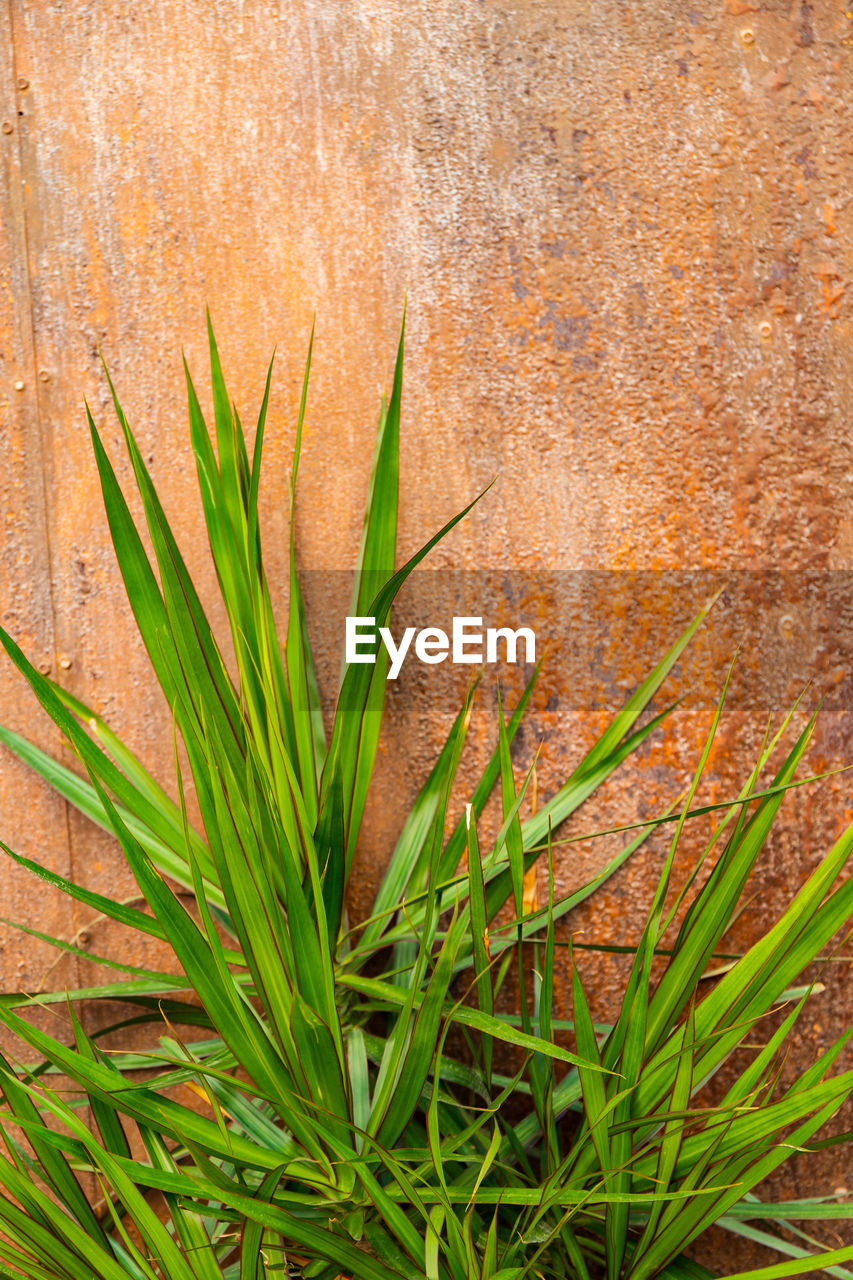 close-up of plants growing on wall