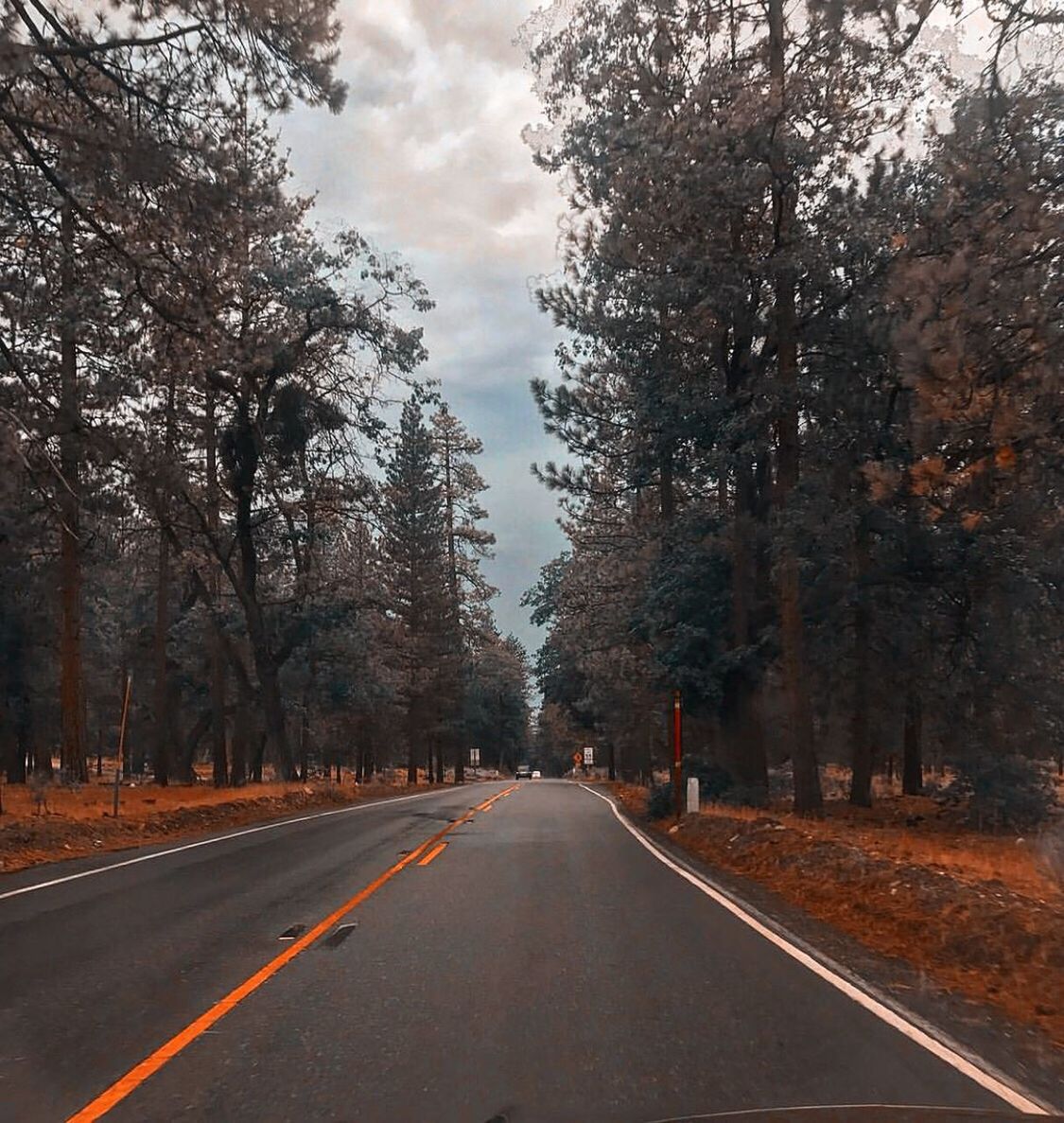 VIEW OF ROAD AGAINST TREES