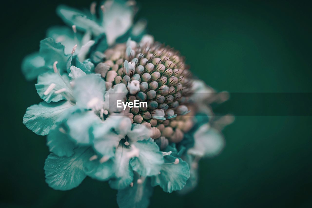 Close-up of flower against blurred background