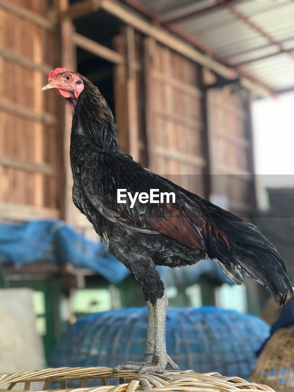 CLOSE-UP OF A ROOSTER