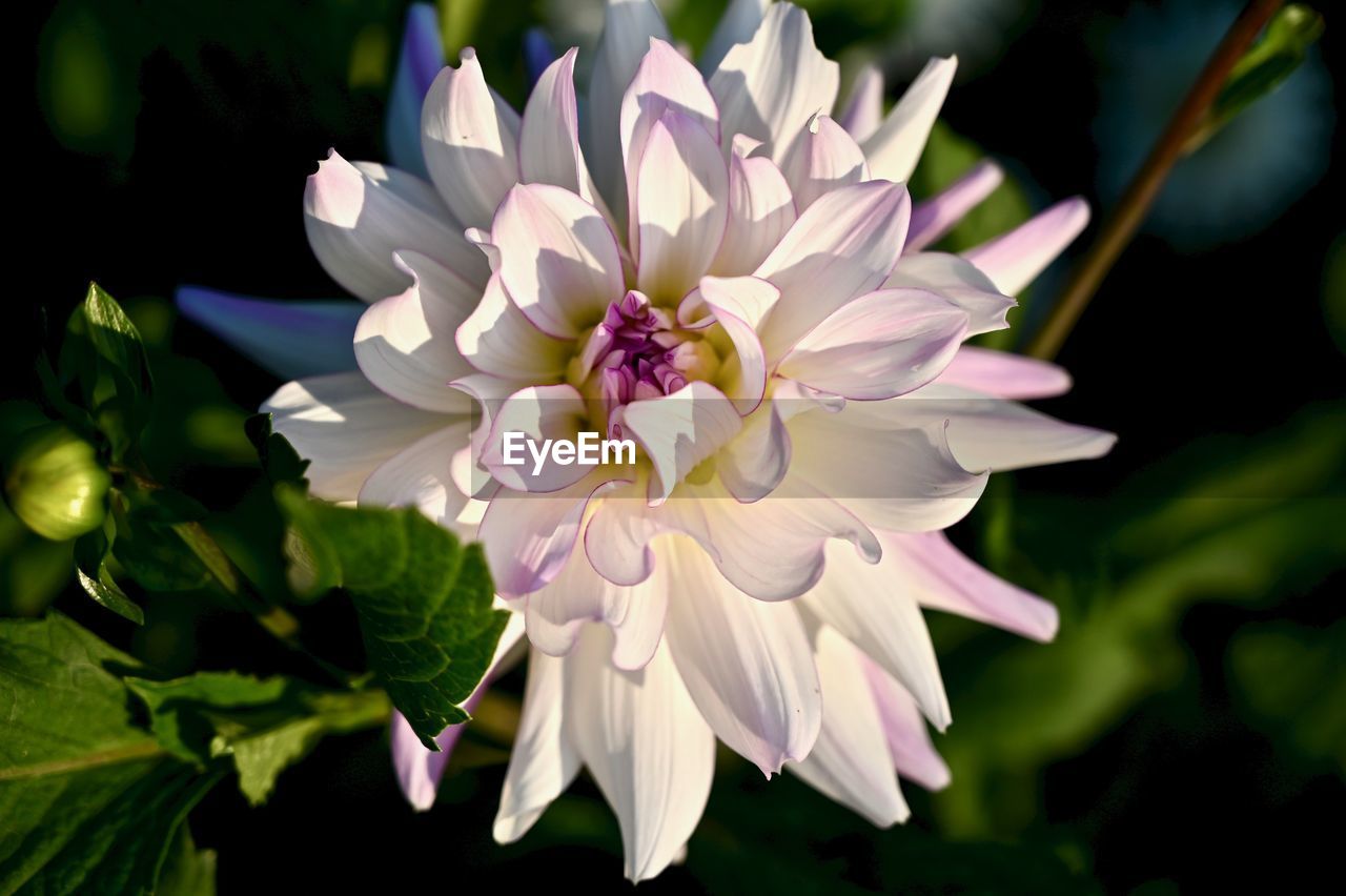 Close-up of white flowering plant in park