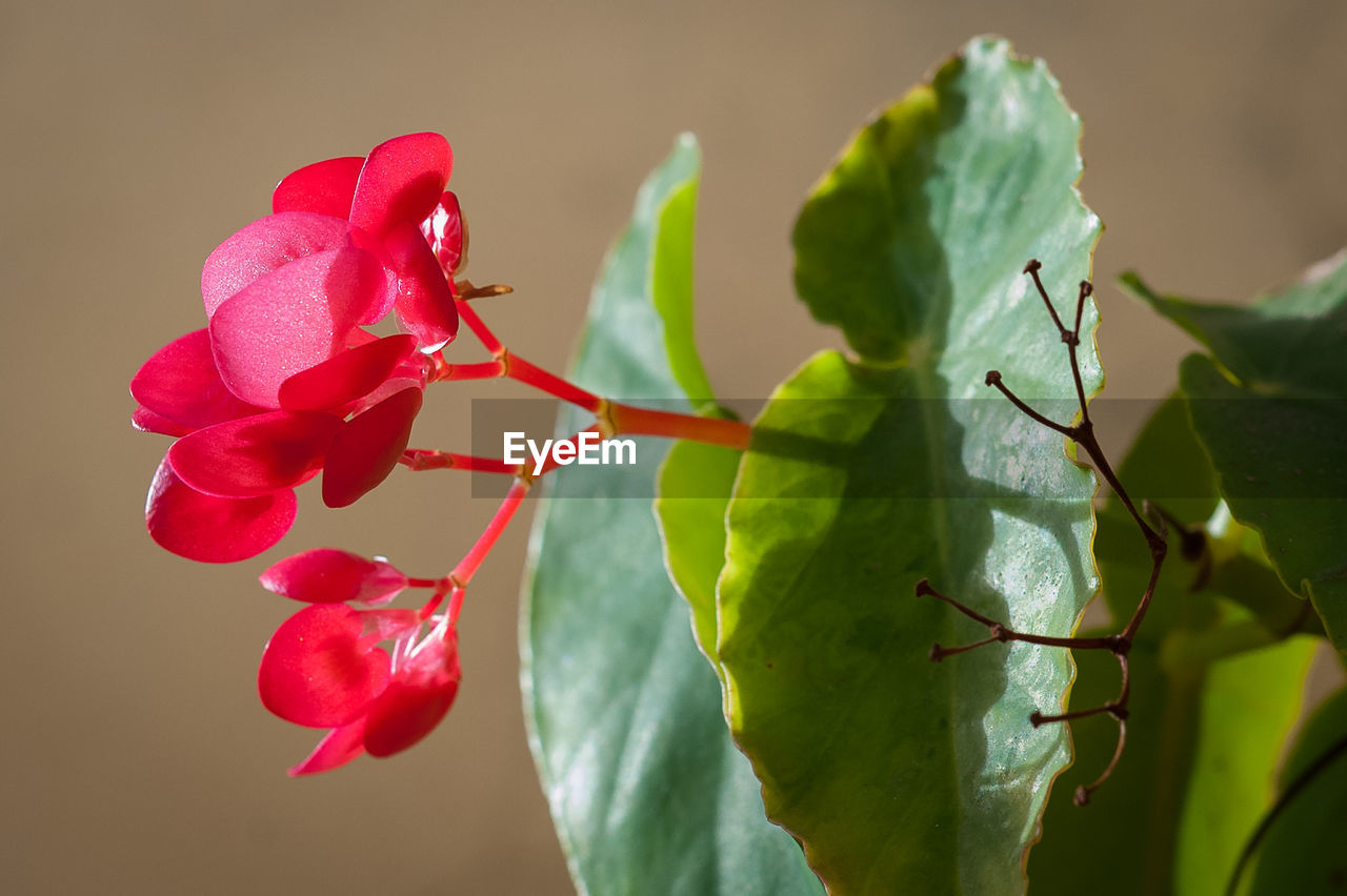 CLOSE-UP OF RED ROSE PLANT