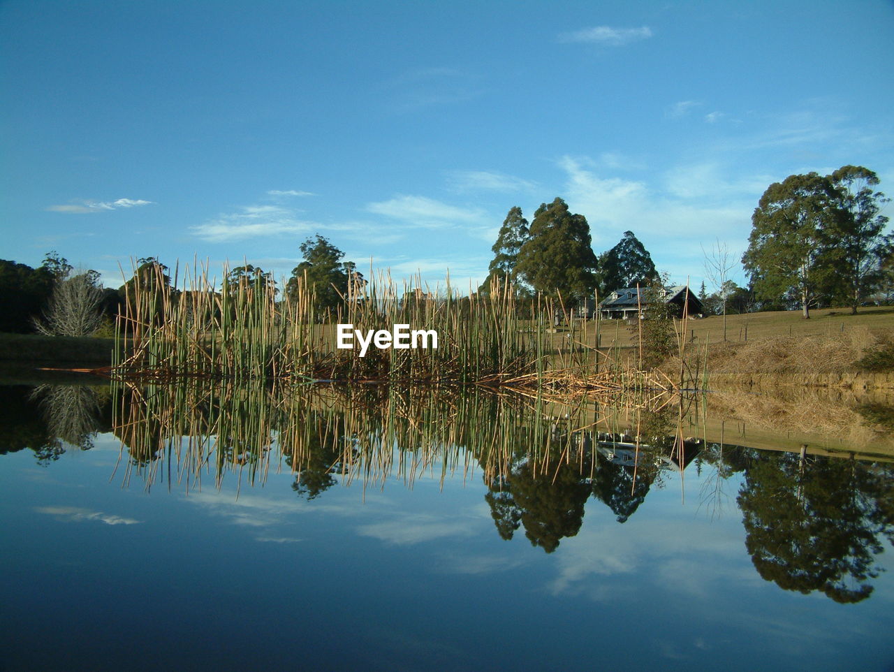 Reflection of trees in calm lake