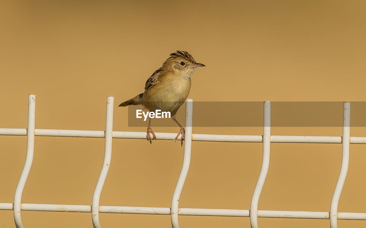 BIRD PERCHING ON A FENCE