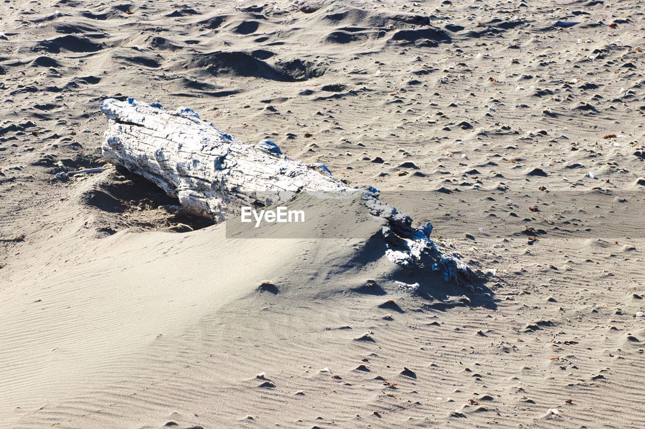 High angle view of driftwood on beach