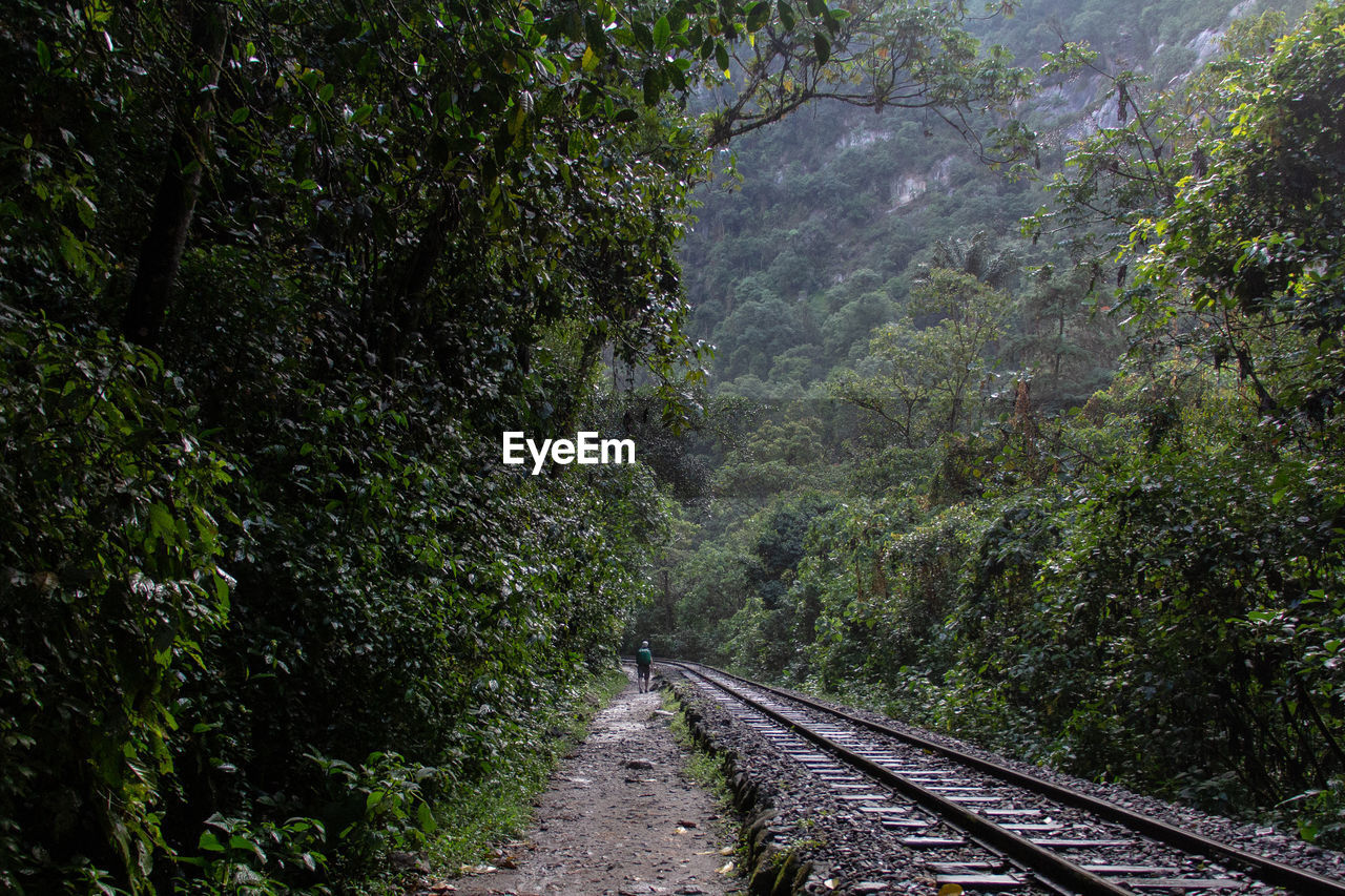 Man walking railroad tracks amidst trees in forest