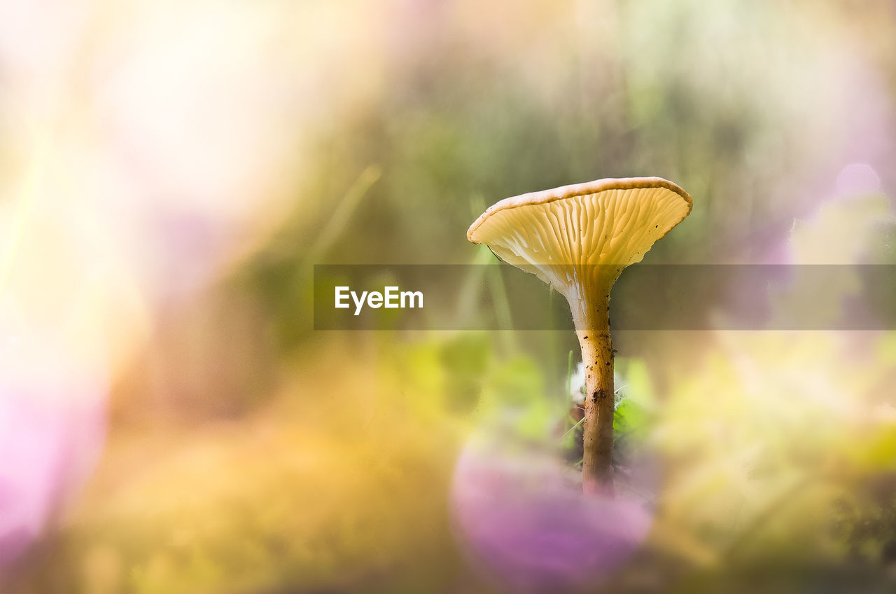 CLOSE-UP OF MUSHROOM GROWING IN GARDEN