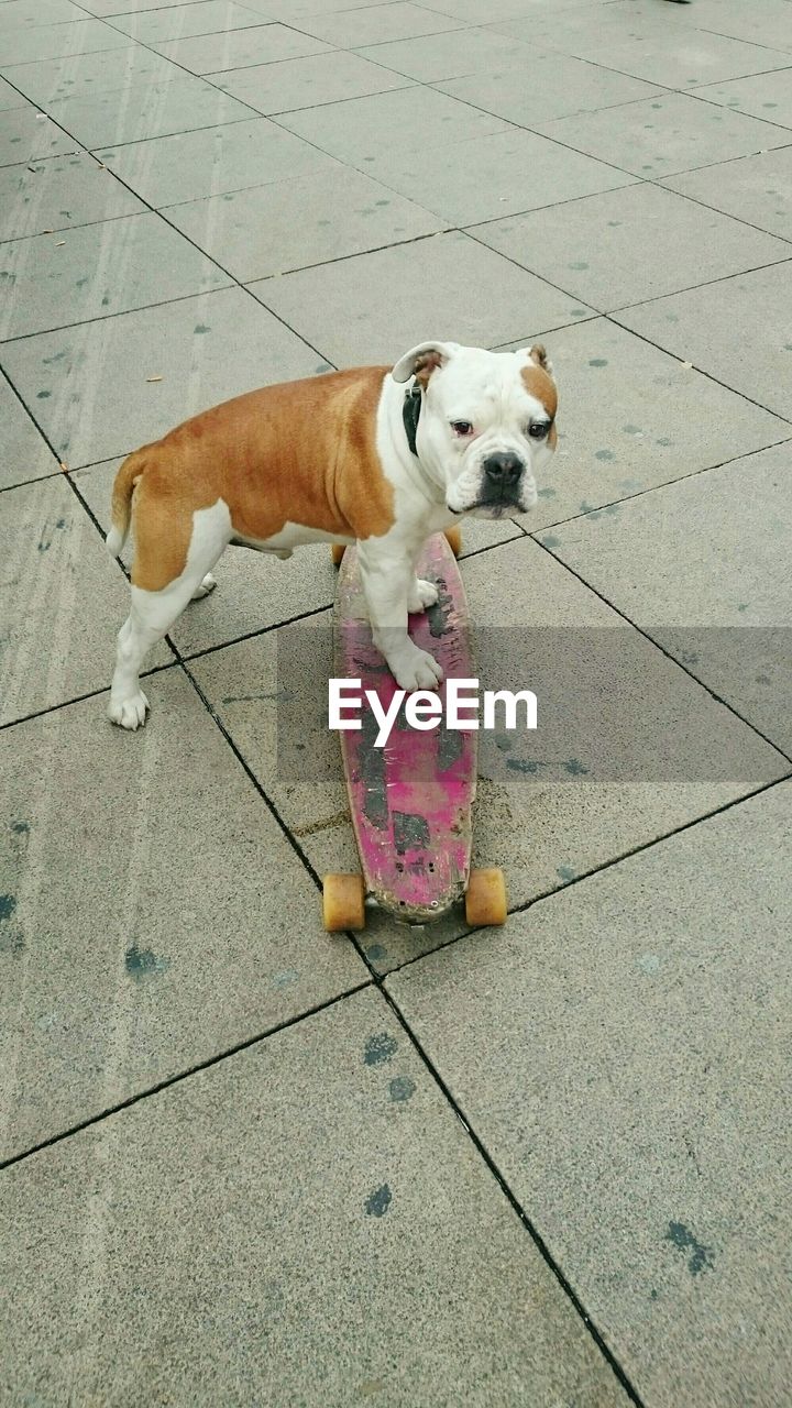 High angle view of english bulldog with skateboard on tiled footpath