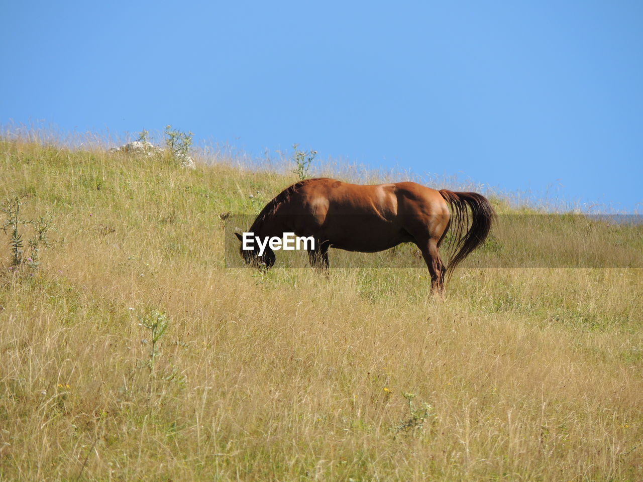 HORSE ON FIELD