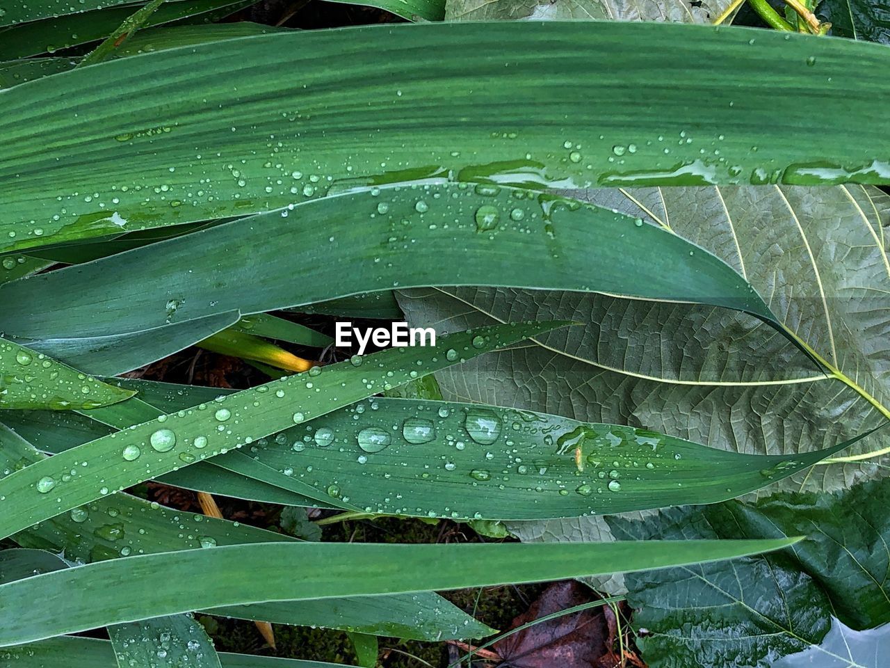 CLOSE-UP OF RAINDROPS ON GREEN LEAVES