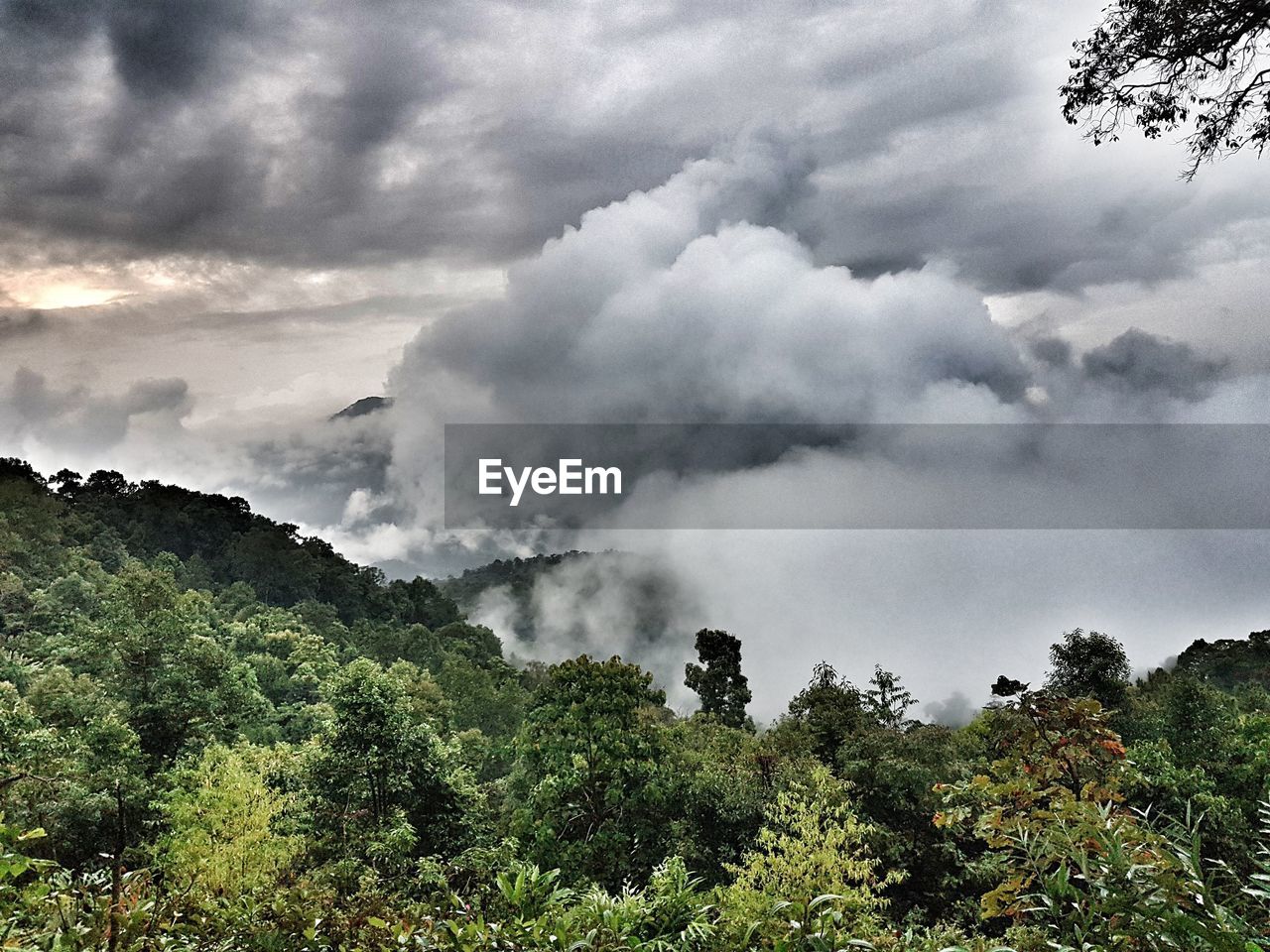 SCENIC VIEW OF TREES AGAINST SKY