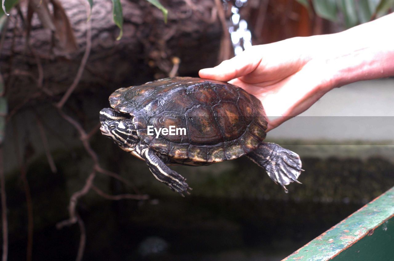 animal themes, animal, animal wildlife, turtle, one animal, reptile, hand, tortoise, wildlife, nature, animal shell, shell, one person, close-up, outdoors, pet, water, sea, day, tortoise shell, focus on foreground