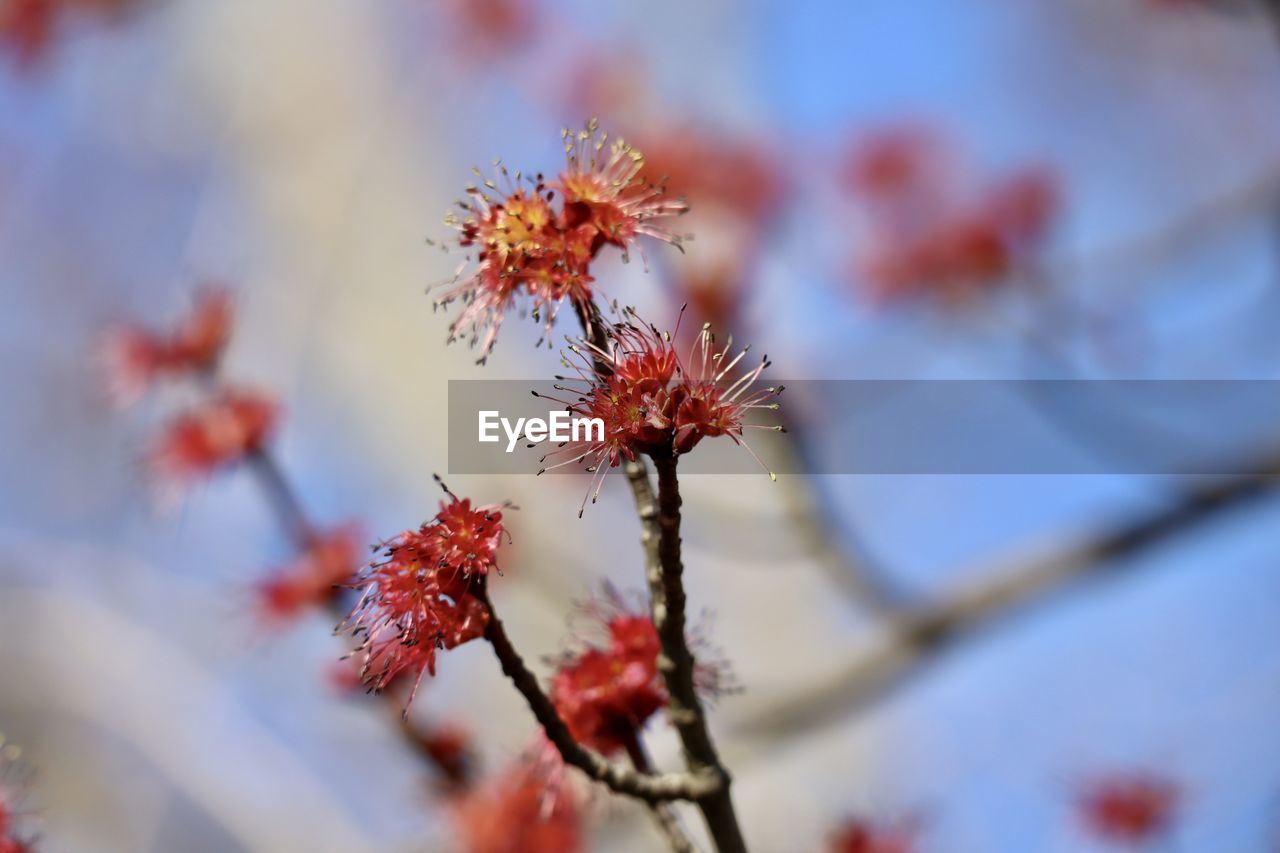 LOW ANGLE VIEW OF FLOWERING PLANT