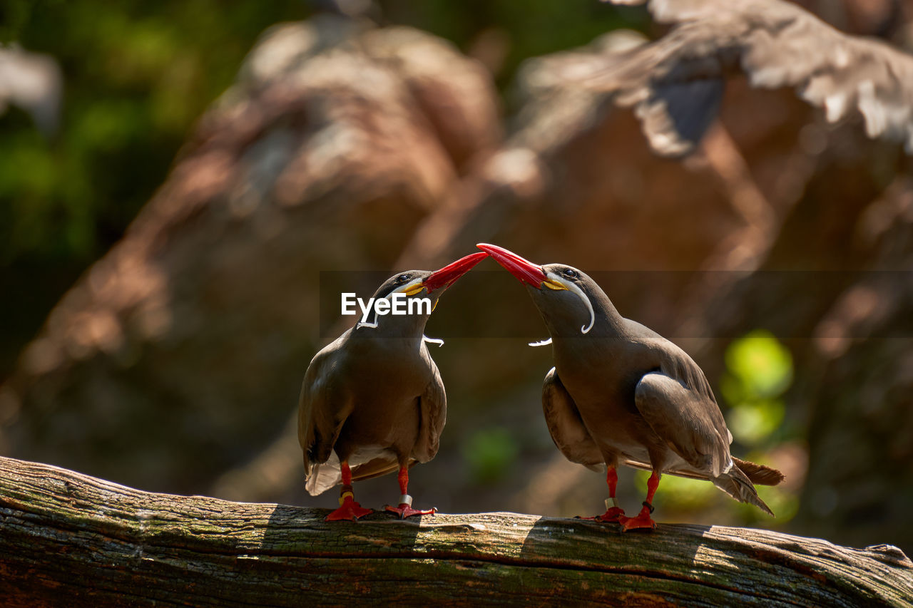 Close up portrait of two chilean inca terns perched on a branch, in synchronization looking up