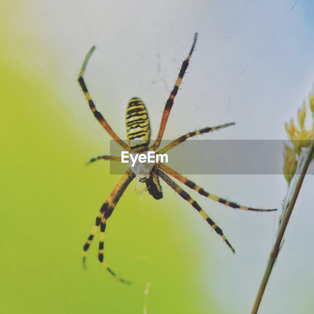 SPIDER ON WEB