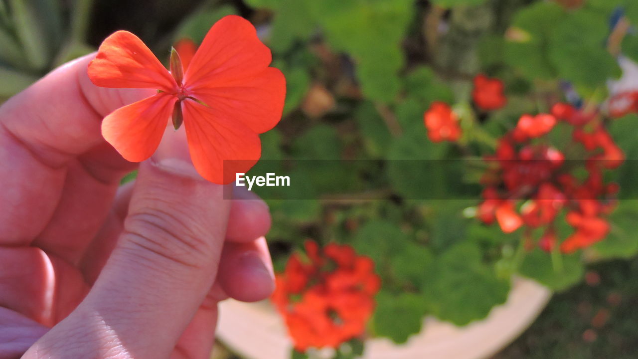 CLOSE-UP OF HAND HOLDING RED FLOWER