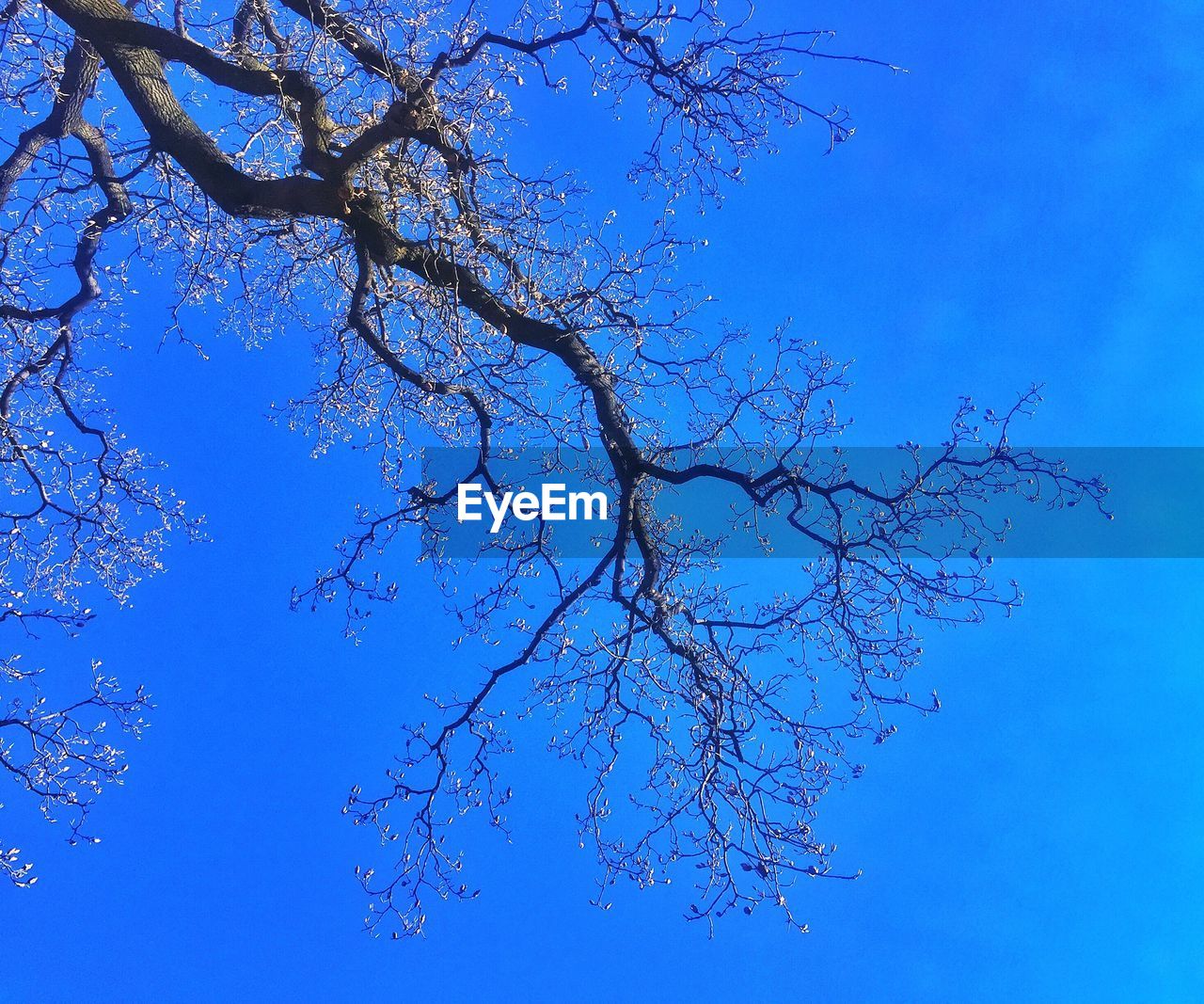 LOW ANGLE VIEW OF BARE TREES AGAINST CLEAR SKY