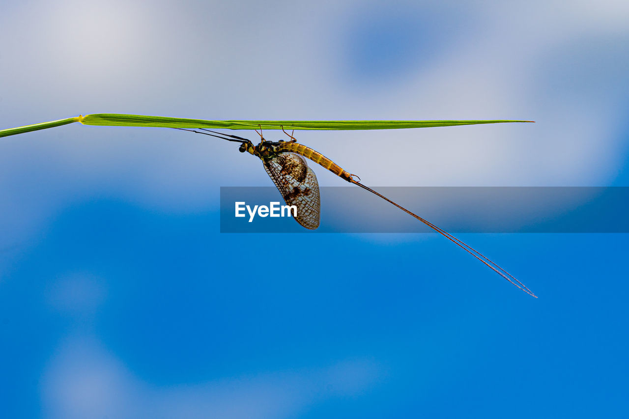 LOW ANGLE VIEW OF INSECT ON TWIG