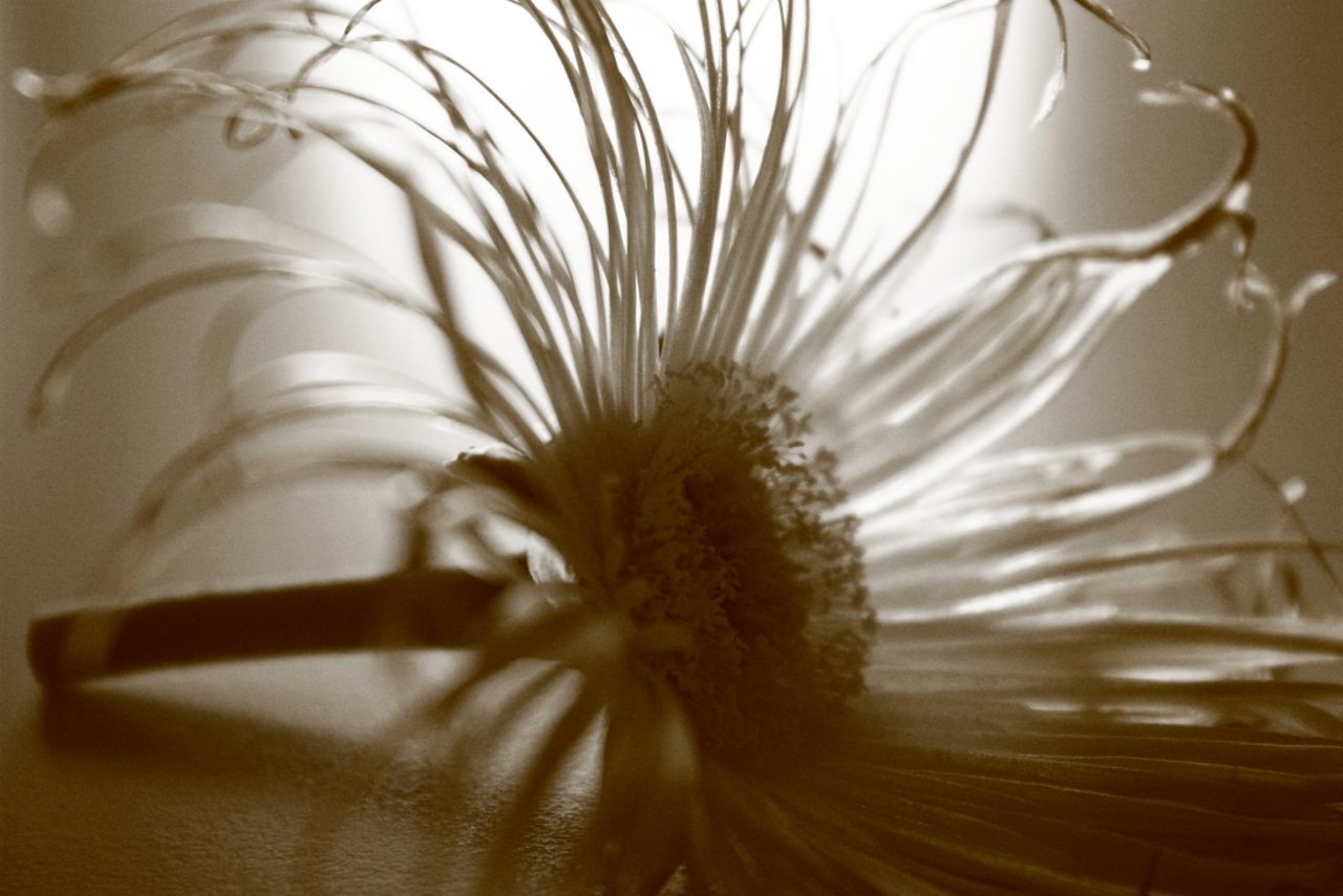 MACRO SHOT OF WHITE DAISY FLOWER