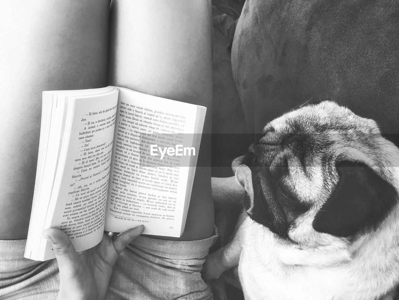 Midsection of woman reading book by pug at home