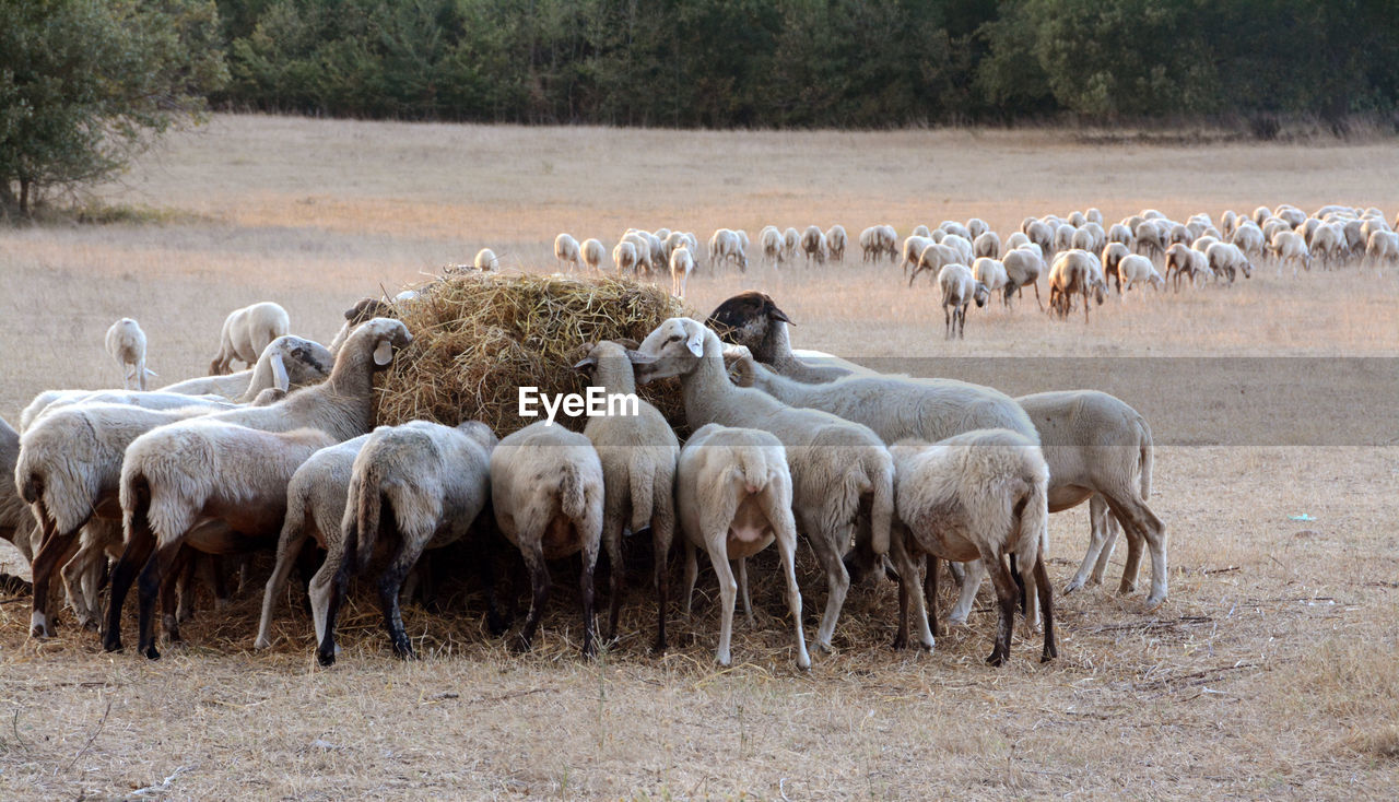 Flock of sheep on field