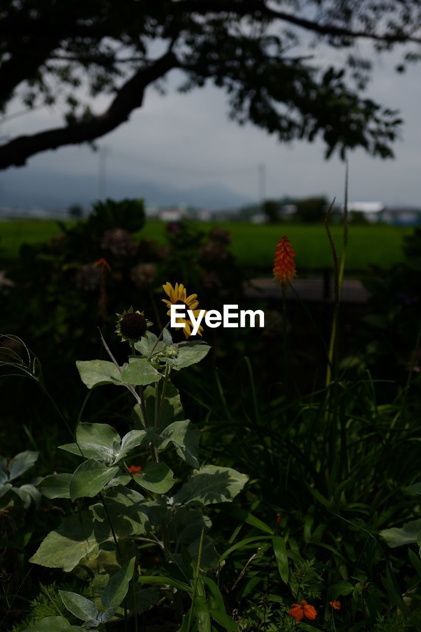 Yellow flower blooming outdoors