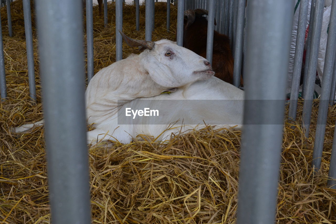 Elevated view of goat in cage