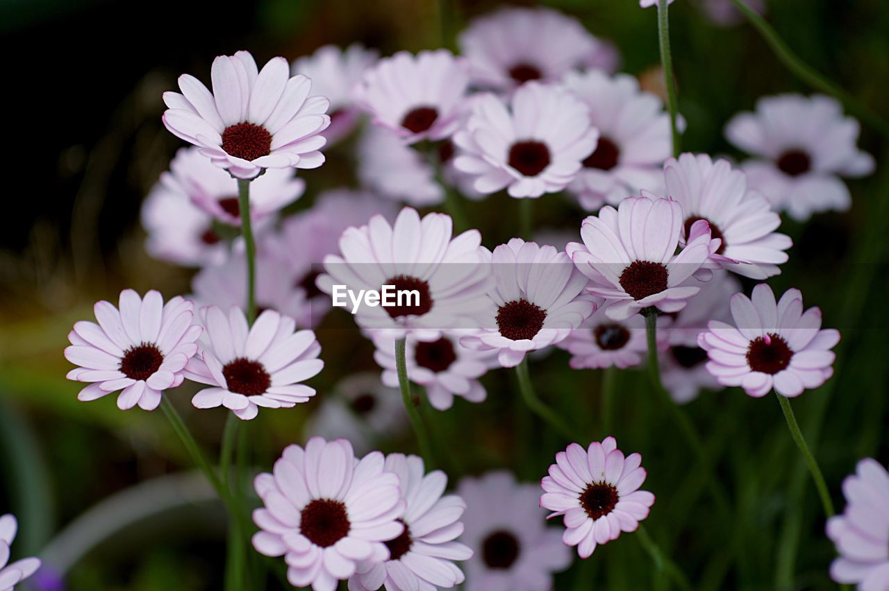 Close-up of flowers blooming outdoors