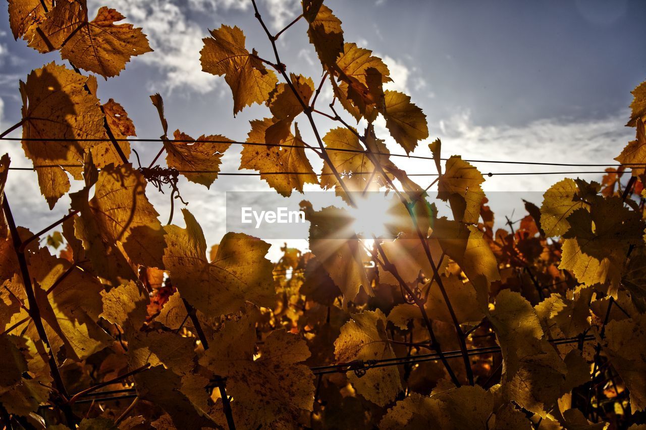Autumn wine leaves on tree against sky with sun 