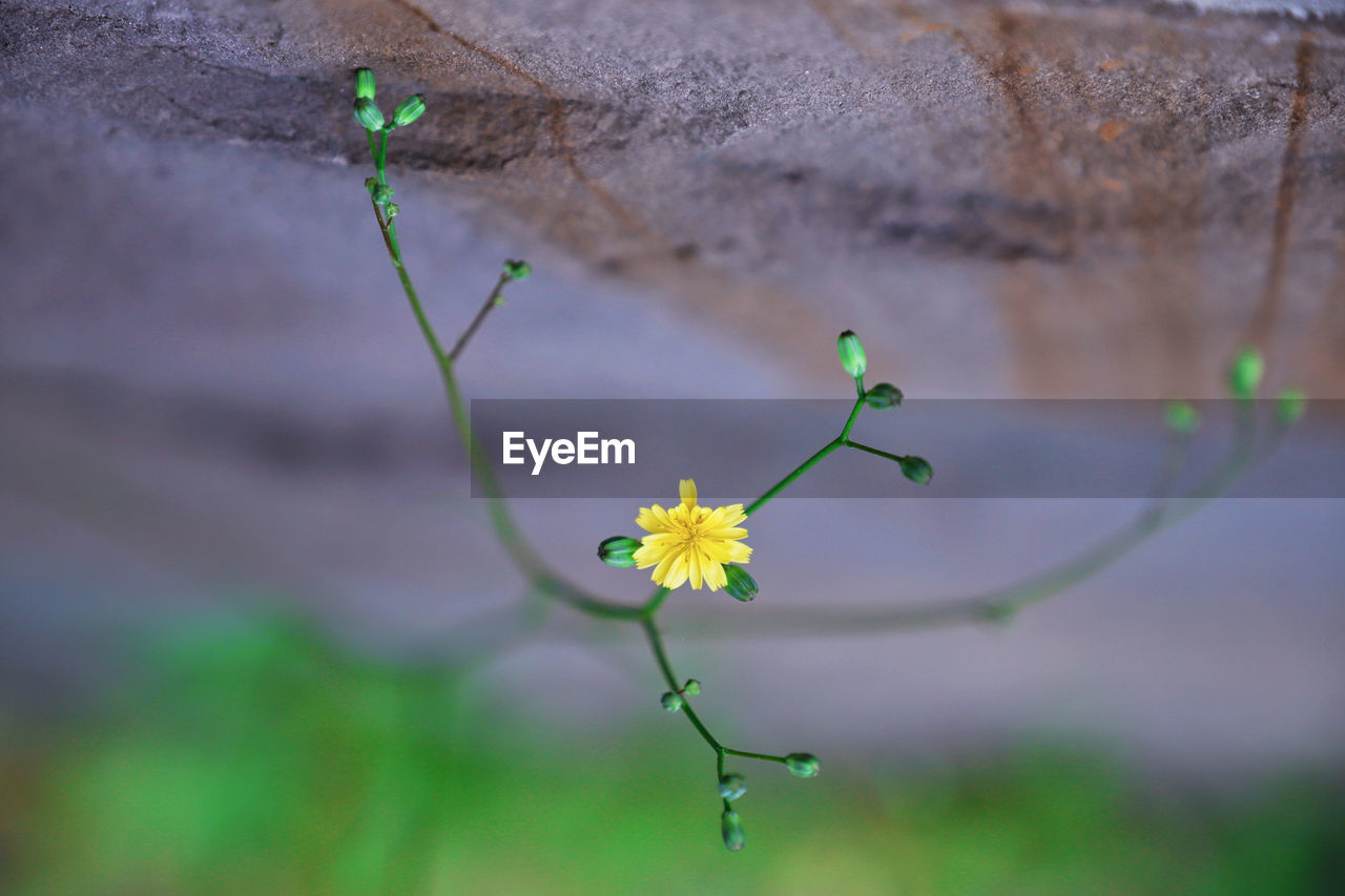 Beautiful Beautiful Nature Green Growing Growth Life Plant Plants Road Wall Wildflower Beauty In Nature Flowers Focus Garden Outdoors Selective Focus Strong Wildflowers Wonderful Nature