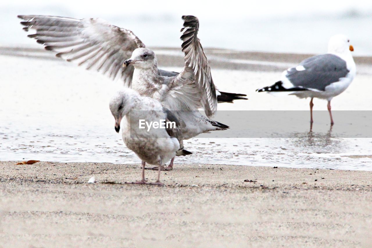 Seagulls perching at sea shore