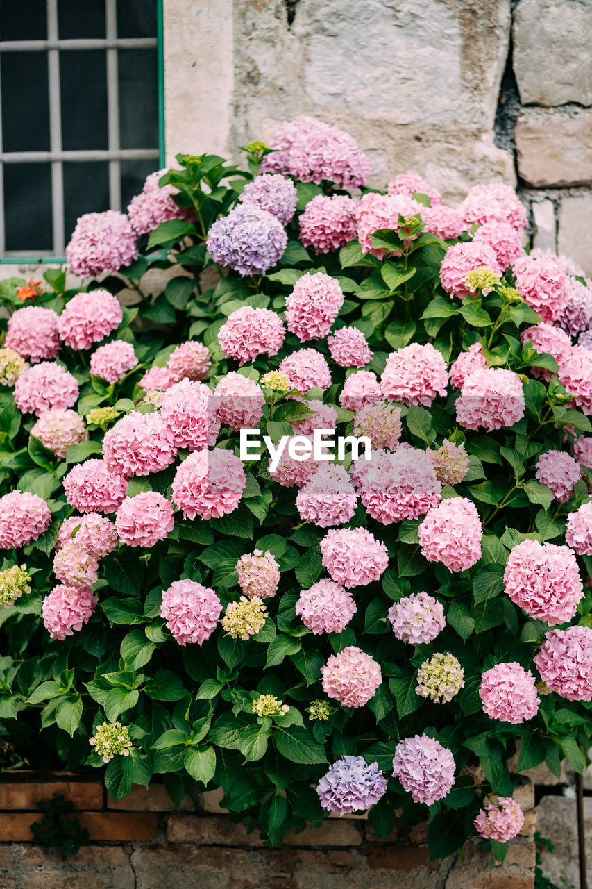 CLOSE-UP OF PINK FLOWERING PLANTS