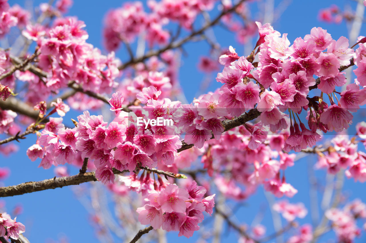 LOW ANGLE VIEW OF PINK CHERRY BLOSSOMS