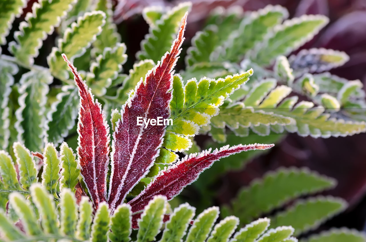 Close-up of fresh green plant