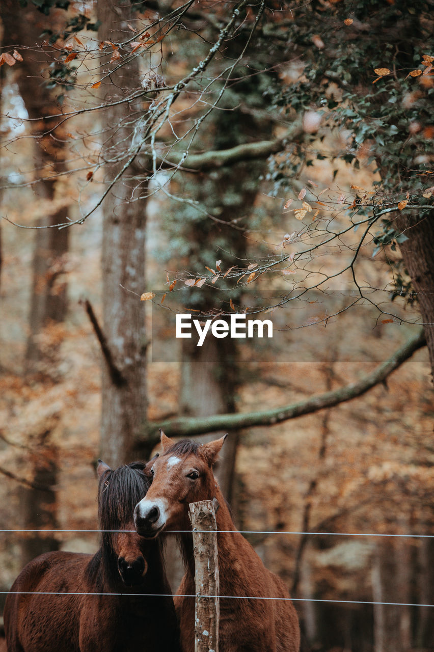 Horses against tree on field