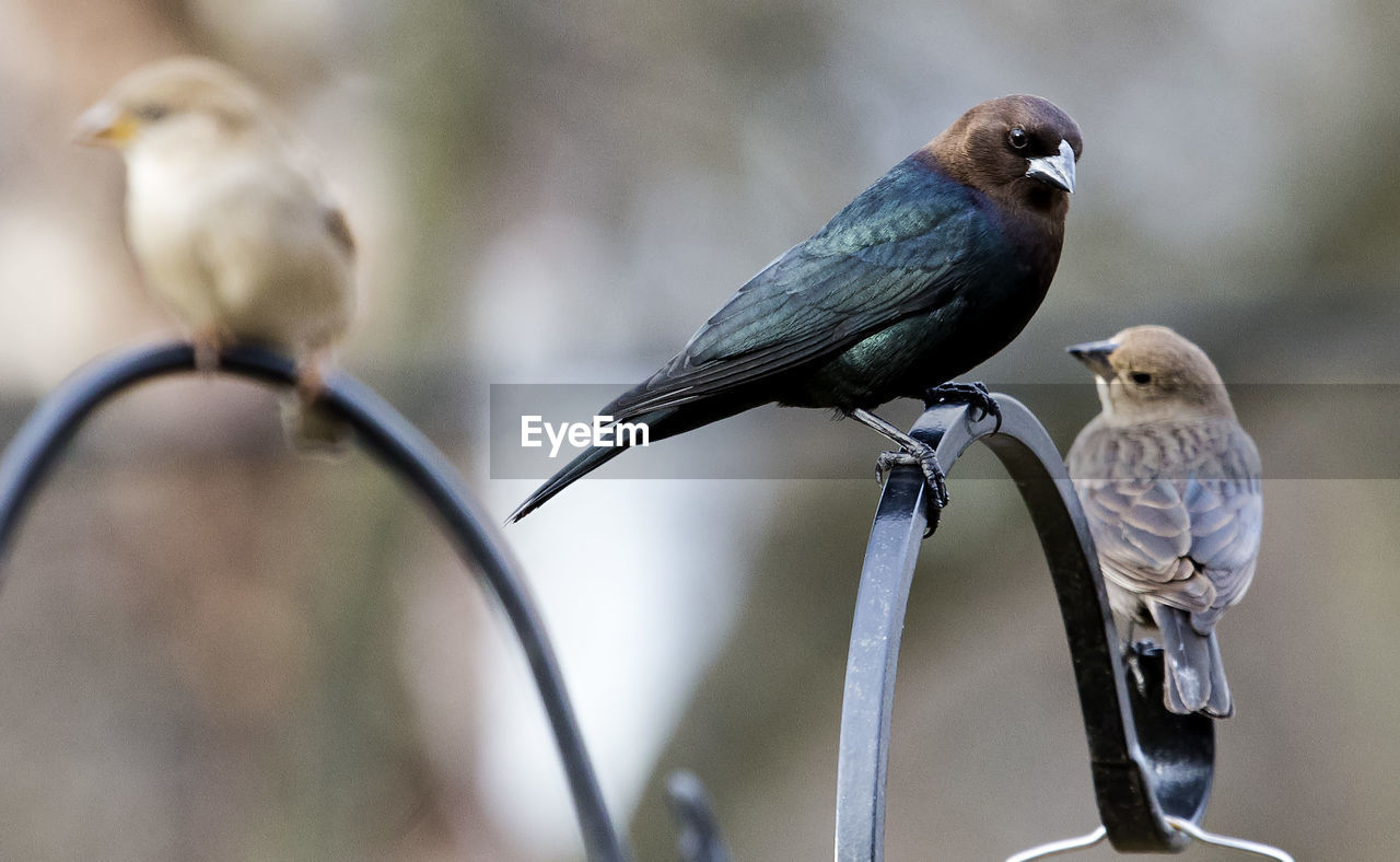 Close-up of birds perching on metal