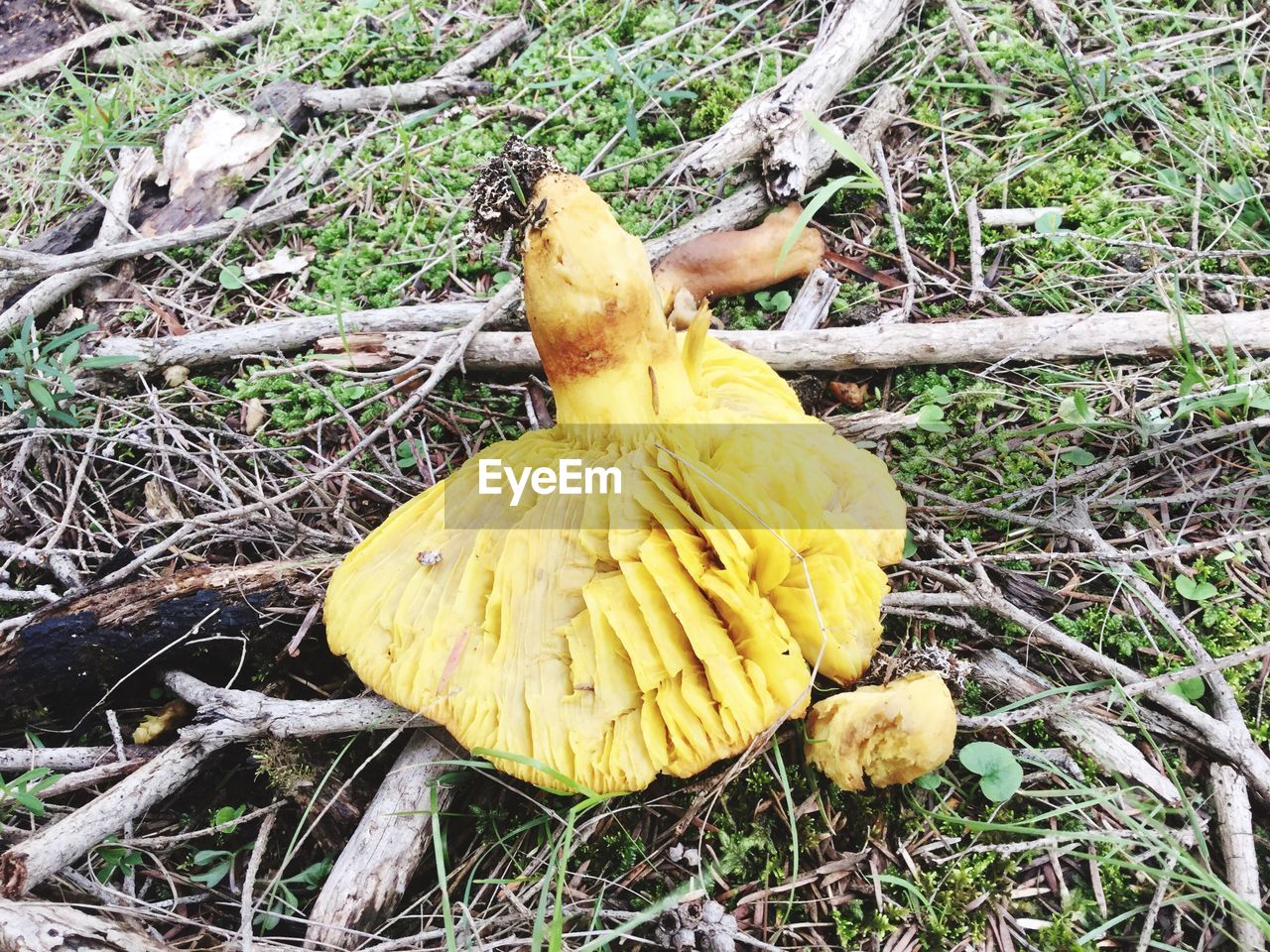 CLOSE-UP OF MUSHROOMS IN FOREST