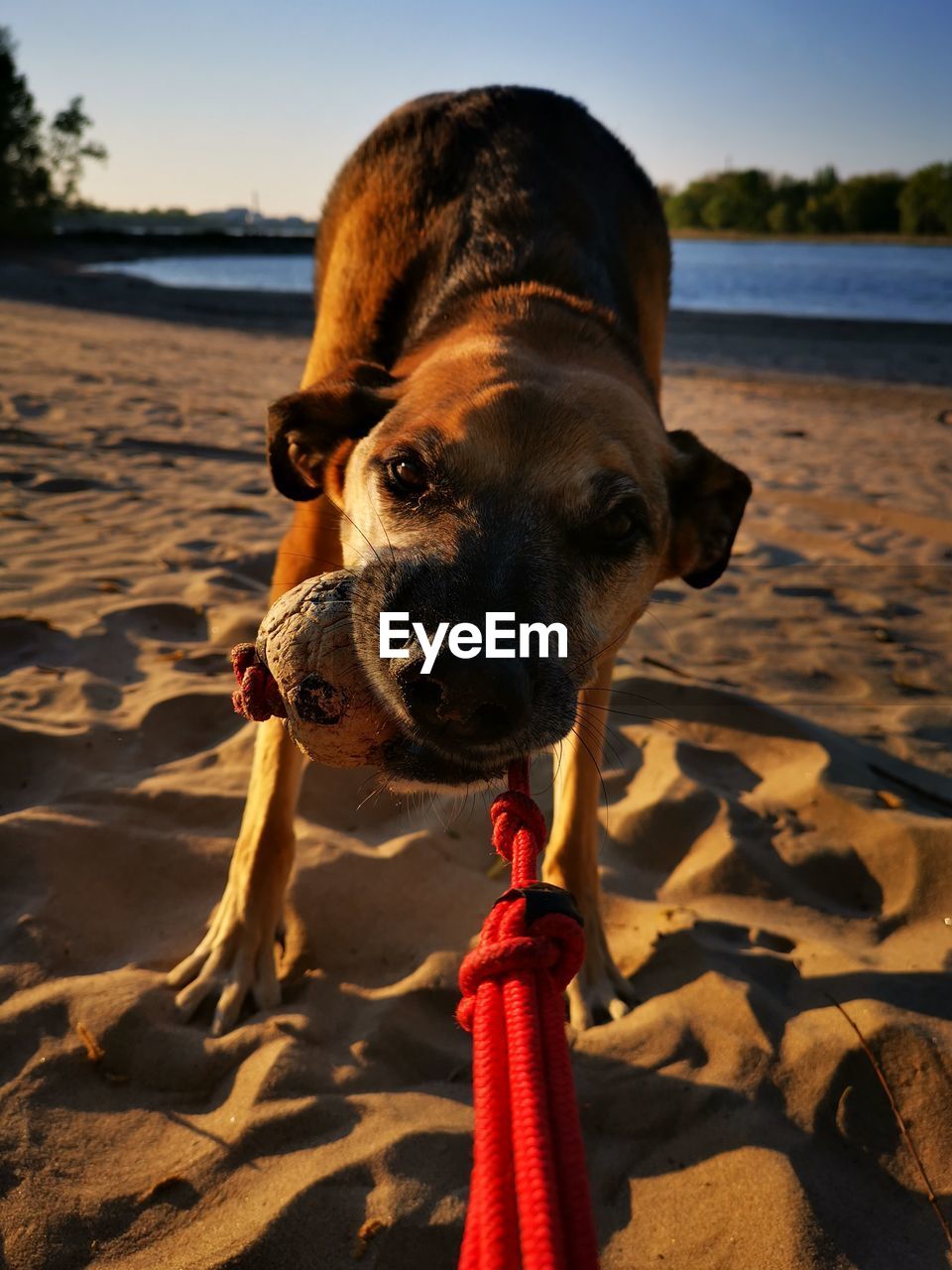 Dog on beach tugging on ball 