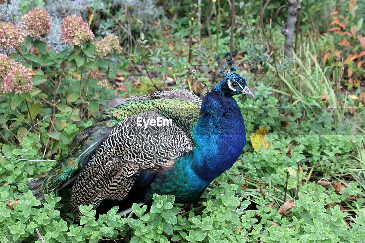 HIGH ANGLE VIEW OF PEACOCK IN BLUE