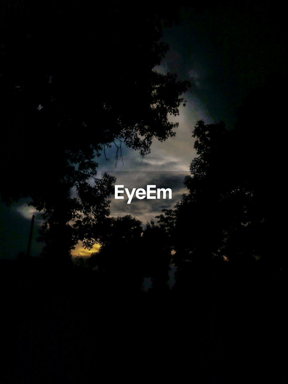 LOW ANGLE VIEW OF SILHOUETTE TREES AT NIGHT