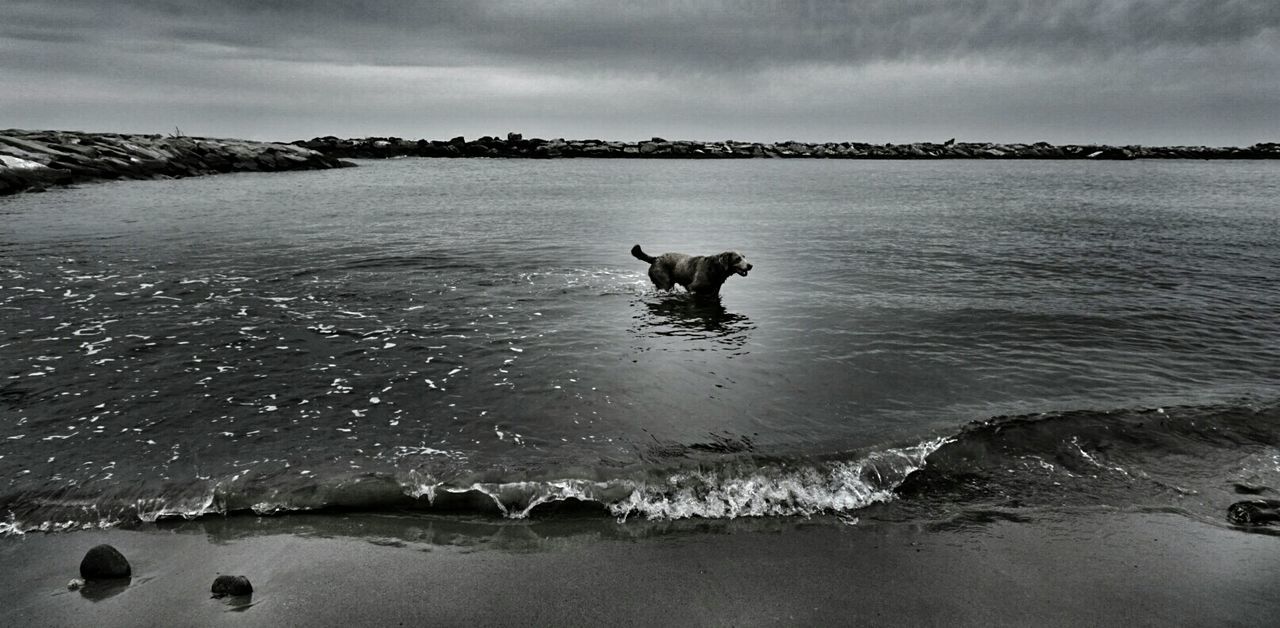 Dog running in sea against sky