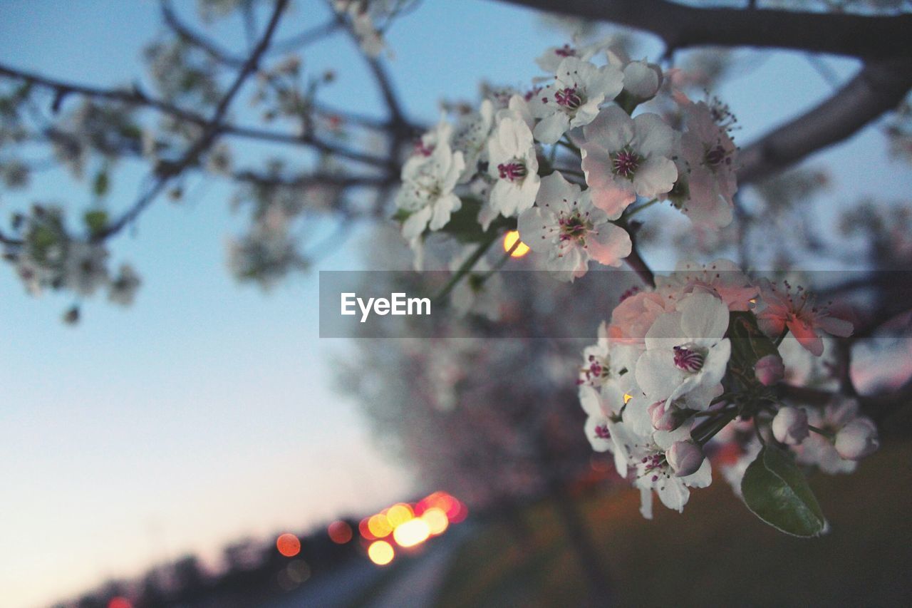 APPLE BLOSSOMS IN SPRING