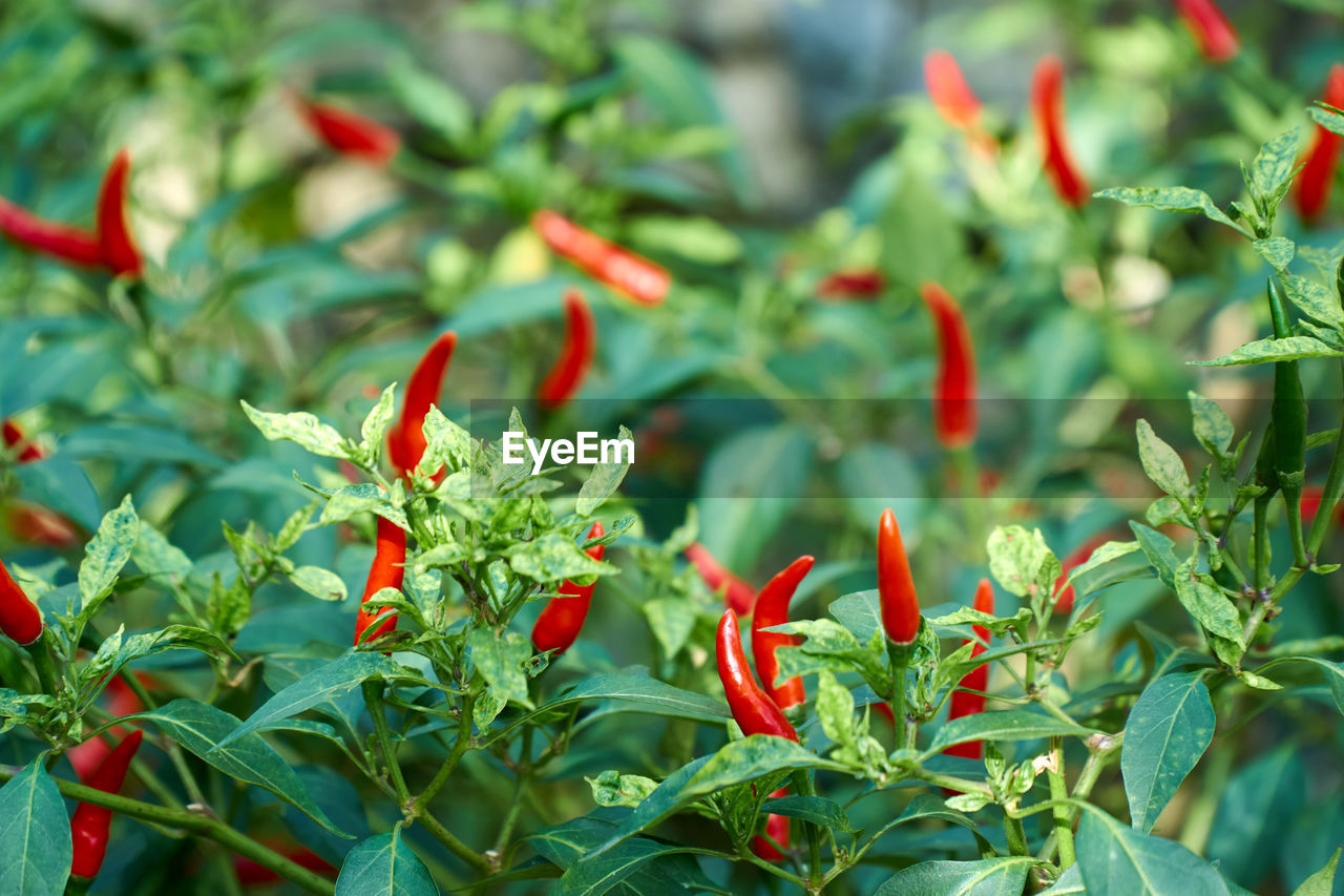 growth, plant, green color, leaf, red, plant part, beauty in nature, chili pepper, day, spice, close-up, no people, freshness, food and drink, nature, food, focus on foreground, pepper, outdoors, selective focus, red chili pepper