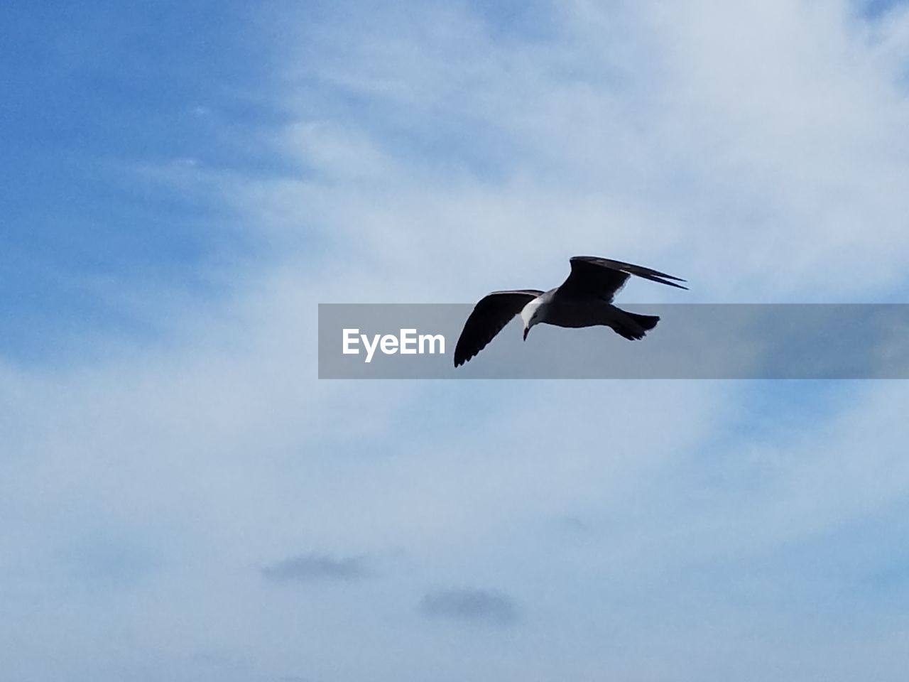 LOW ANGLE VIEW OF BIRDS FLYING AGAINST SKY