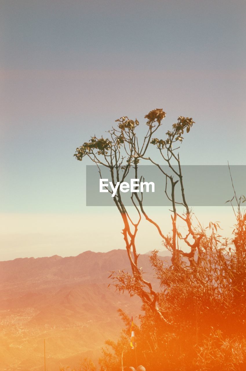 Scenic view of tree against sky during sunset